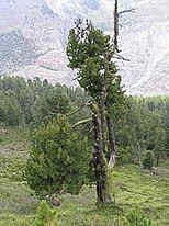 Arve (Pinus cembra) im Aletschgebiet
