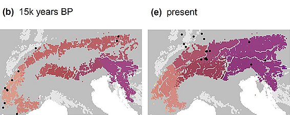 Aire de répartition du chamois il y a 15 000 ans (à gauche) et aujourd'hui (à droite). Les couleurs indiquent la ressemblance génétique des populations, les points noirs les découvertes de fossiles. (cartes : Flurin Leugger)