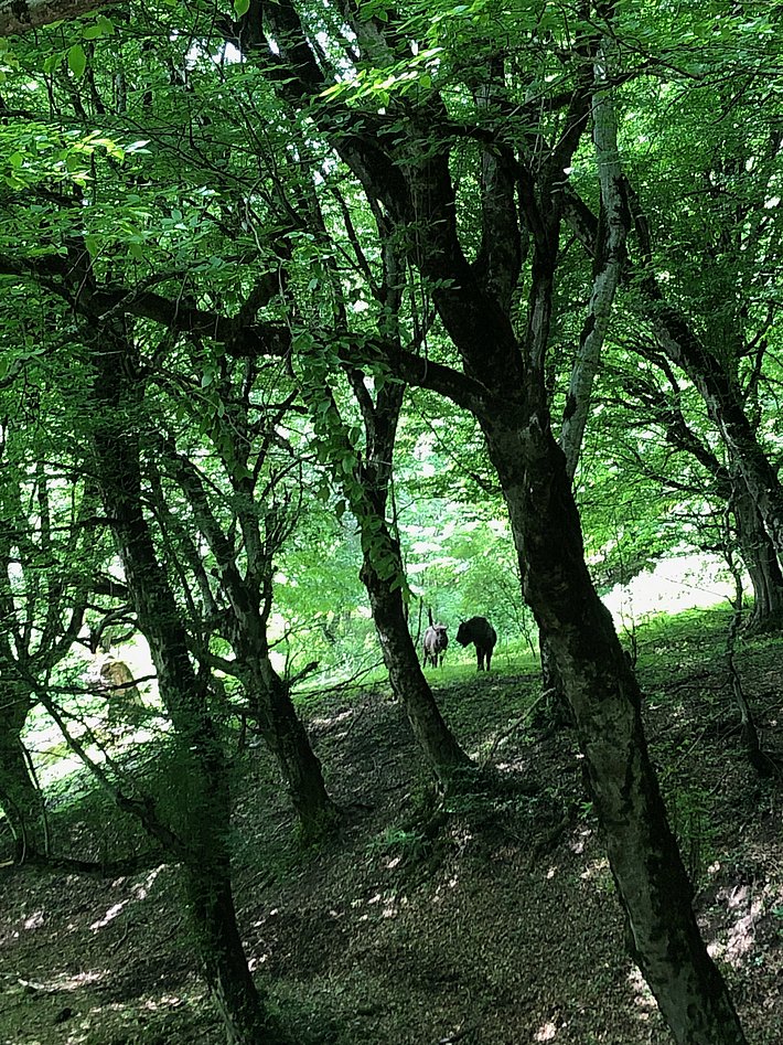 Two animals are visible in a lush green forest, surrounded by tall trees and dense foliage. The sunlight filters through the leaves, creating a serene atmosphere in this woodland setting.