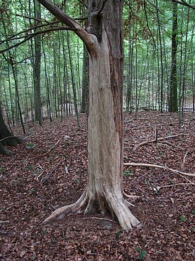 Vom Hirsch geschälte Eibe, Albis, Sommer 2017 (Bild: Waldschutz Schweiz)