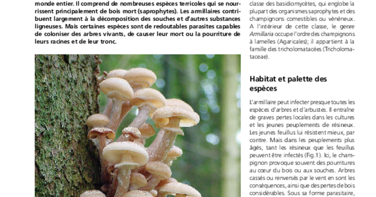 Daniel Rigling L’armillaire – Biologie et importance forestière