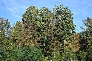 Verfärbte Linden bei Basel am 5.9.2023. Foto: Frank Krumm, WSL