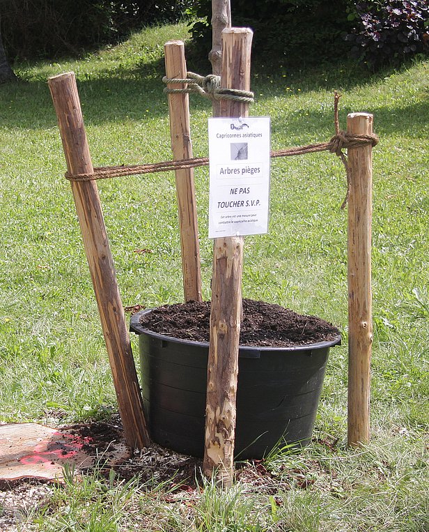 Nach der Beseitigung der vom Asiatischen Laubholzbockkäfer befallenen Bäume wurden an mehreren Orten Container mit jungen Bäumen aufgestellt, die eventuell verbliebene Käfer anlocken sollten