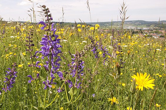 Glatthaferwiesen sind sehr reich an Pflanzenarten und werden deshalb auch von vielen Insektenarten genutzt (Foto: Martin Fellendorf)