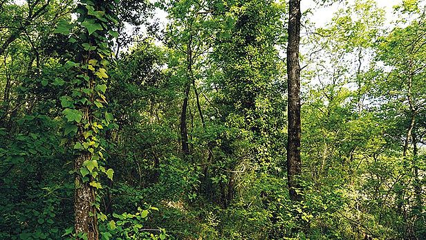 Forêt mélangée de chênes pubescents près d’Avignon