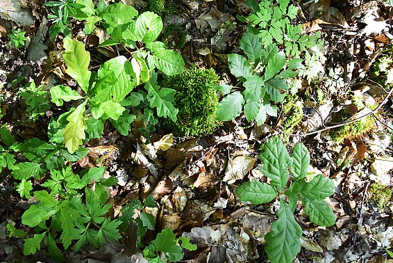 [Translate to Italienisch:] Von selbst verjüngte Bäumchen in einem Laubmischwald: mehrere Eichen, ein Kirschbaum und zwei Buchen.