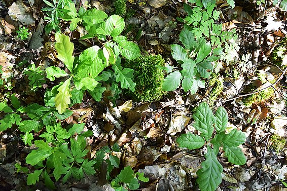 Von selbst verjüngte Bäumchen in einem Laubmischwald: mehrere Eichen, ein Kirschbaum und zwei Buchen.