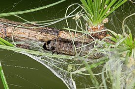 Ausgewachsene Raupe mit Gespinstfäden, angebissenen Nadeln und Kotballen (Bild: Beat Wermelinger, WSL)