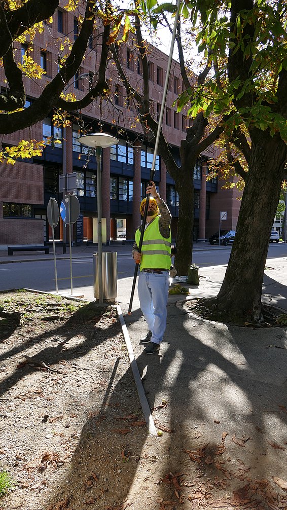 Uomo con giubbotto di sicurezza giallo che raccoglie campioni di foglie da ippocastani in un'area urbana con edificio in mattoni sullo sfondo.