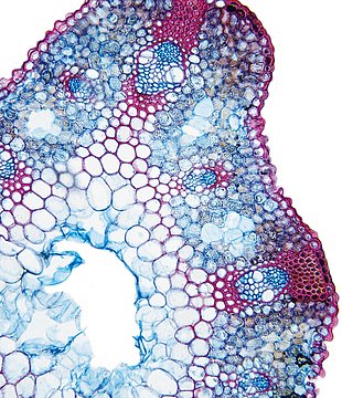 Monokotyledonen Datenbank anatomischer Bilder