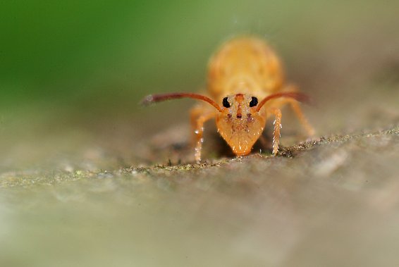 The springtail (Dicyrtomina ornata) is a typical inhabitant of the forest floor. It is 0.5 to 1 mm long and eats plant remains, fungi, algae and bacteria. (Photo: Gilles San Martin, CC-BY-SA-2.0)