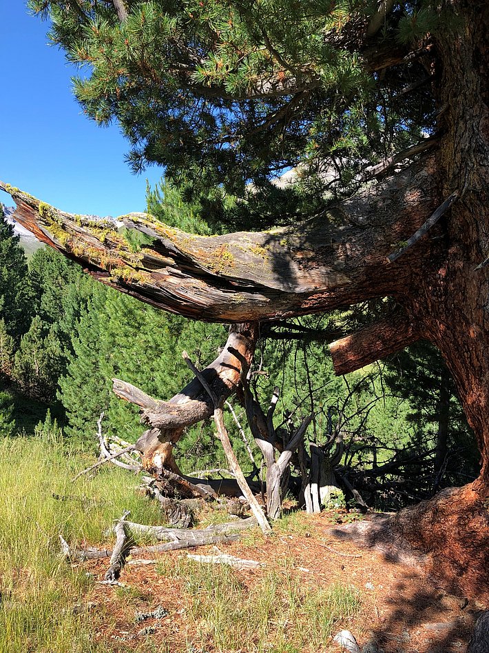 Arve mit großen, ausladenden Ästen und moosbedecktem Stamm in einer sonnigen Bergwiese mit Nadelbäumen im Hintergrund