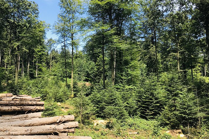 Nadel-Mischwald bei Bern (Schweiz)