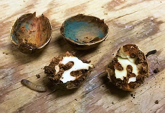 Acorn of Oregon White Oak (Quercus garryana) with fungus on the inside of the skin and feeding damage by weevil larvae.