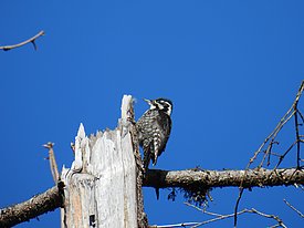 Picchio tridattilo appollaiato su un tronco d'albero morto contro un cielo azzurro limpido.