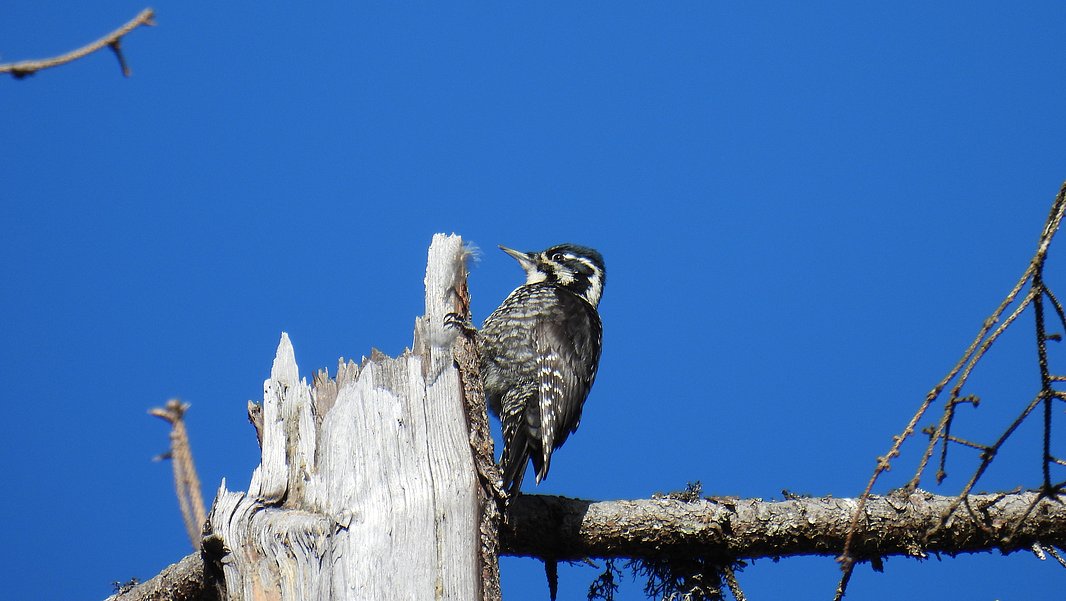 Three-toed woodpecker perched on dead tree trunk against clear blue sky.