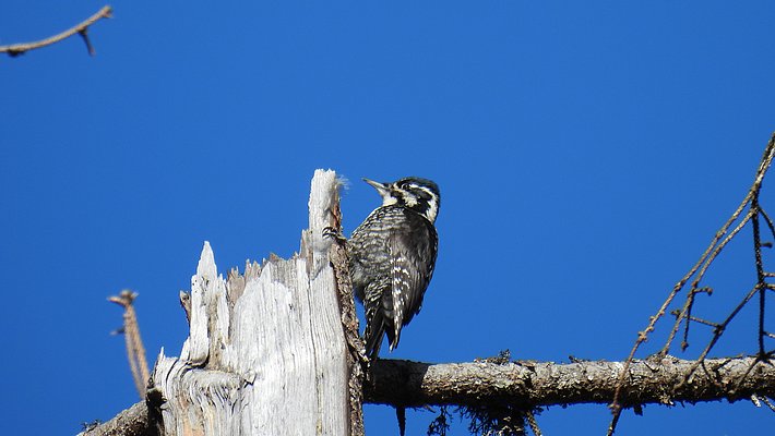 Three-toed woodpecker perched on dead tree trunk against clear blue sky.