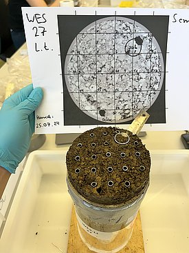 Making the invisible visible: X-ray image of a worm tube. Photo: Philipp de Jong, WSL