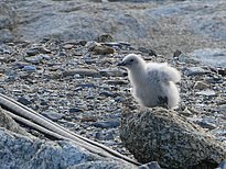 Ein flauschiges Raubmöwenküken sitzt auf einem Stein. Im Hintergrund sind noch mehr Steine zu sehen.