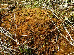 Braunes Torfmoos mit grünen Trieben und trockenem Gras in einer natürlichen Umgebung