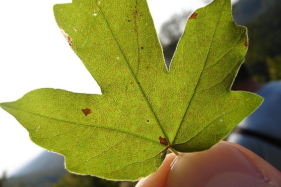 Sichtbare Ozonschäden auf einem Feldahorn-Blatt (Acer campestre L.). Die dunklen Punkte sind kollabierte Zellen, deren Zellwände durch Ozon oxidiert worden sind. (Foto: Marcus Schaub, WSL)