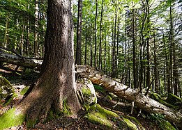 Totholz ist ein wichtiges Merkmal von Naturwäldern. Etwa ein Fünftel aller Tiere und Pflanzen des Waldes sind darauf als Lebensraum und Nahrungsquelle angewiesen. Bettlachstock. Foto: Markus Bolliger