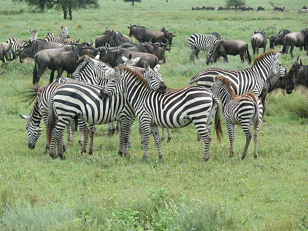 Rund 1,5 Millionen Gnus und 200'000 Zebras ziehen jedes Jahr gemeinsam durch die Serengeti in Tansania und Kenia und haben dabei einen enormen Einfluss auf das Grasökosystem. (Foto: Anita Risch, WSL)
