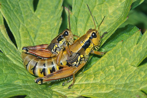 Zwei grün-braune Heuschrecken sitzen auf einem Blatt.