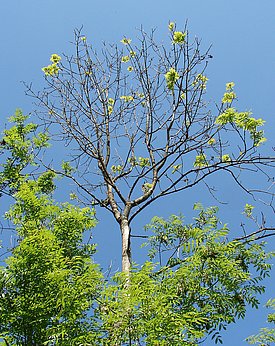 Abb. 1: Diese vom Eschentriebsterben befallene Esche weist ein markantes Zweigsterben auf.  Bild: Waldschutz Schweiz (WSL)
