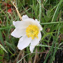 Das Höhenintervall der Weissen Alpen-Anemone (Pulsatilla alpina) schrumpfte um 43%. Ihre untere Verbreitungsgrenze stieg stark an, die obere liegt 12 m tiefer als früher. Bild: Niklaus Zimmermann, WSL
