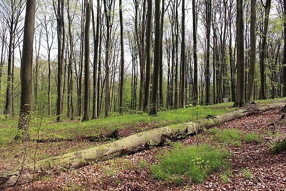 Der Insektenrückgang betrifft sowohl intensiv bewirtschaftete Wälder als auch unbewirtschaftete Buchenbestände. Foto: Ulf Pommer, Biodiversitäts-Exploratorien