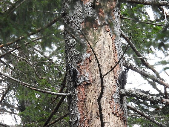 Due picchi tridattili su un tronco d'albero con corteccia che si stacca, circondati da rami di conifere.