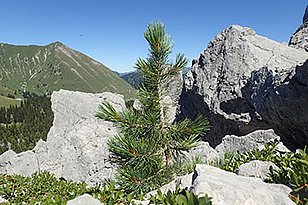 For the association study juvenile stone pines were samples at 16 geographically and climatically different sites in Switzerland. Here a juvenile stone pine at Forêt du Lapé in the precipitation rich north-western prealps of the canton of Fribourg. Photo: Sabine Brodbeck (WSL).