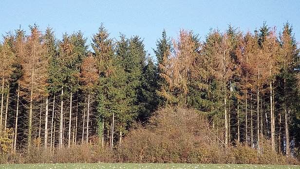 Durch den Kupferstecher befallener Waldrand