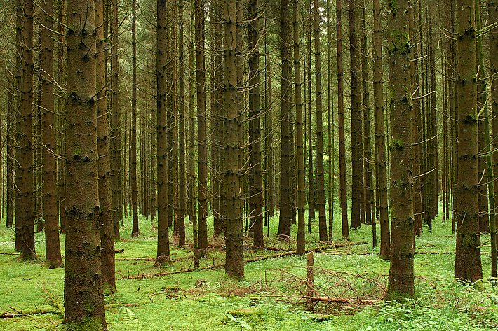 Viele Fichtenbestände auf der Schwäbischen Alb wurden eng gepflanzt und sind im jungen Alter noch relativ arm an Pflanzen und Insekten. (Foto: Martin Fellendorf)