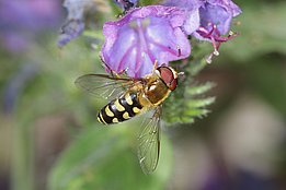 Die reichhaltige Flora auf Sturmflächen bietet vielen Bestäubern eine wichtige Lebensgrundlage.