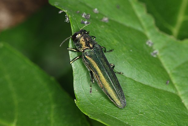 Der Eschenprachtkäfer (Agrilus planipennis) ist eine invasive Prachtkäfer Art, dessen Larven in Nordamerika bereits Millionen von Eschen dahingerafft hat. Der Eschenprachtkäfer wurde 2003 nach Russland eingeschleppt und befindet sich seither auf dem Vormarsch Richtung Zentraleuropa. Foto: Beat Wermelinger