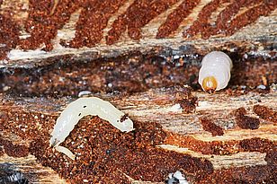 Larve de mouche prédatrice et larve de scolyte