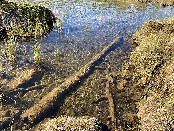 Subfossiles Holz in einem See erhalten