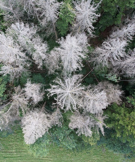 Ancien foyer de scolytes en 2022 (JU). (Photo : Protection de la forêt suisse)