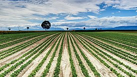 Ein weitläufiges Feld mit gleichmässigen Reihen von Pflanzen erstreckt sich bis zum Horizont. Einige Bäume stehen am Rand, während ein klarer blauer Himmel mit weissen Wolken darüber liegt. Das Bild zeigt Salatanbau im Seeland bei Müntschemier: Die Vereinheitlichung der Landschaft führte zum Rückgang vieler Insekten. (Foto: Markus Bolliger)