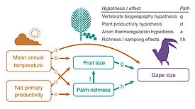 Das Pfaddiagramm zeigt die vermuteten Zusammenhänge von Klima, die Palmenfruchtgrösse, der Palmenreichtum und die Schnabelweite. Grüne Pfeile zeigen direkte Auswirkungen von Fruchtgrösse und Palmenreichtum auf die Schnabelweite, sowie vom Klima auf die Fruchtgröße und den Palmenreichtum und die Schnabelweite. Orange Pfeile zeigen indirekte Auswirkungen auf die Schnabelweite durch das Klima, indem dieses die Fruchtgrösse und den Palmenreichtum beeinflusst. (Grafik: Ian McFadden) 