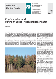 Kupferstecher und Furchenflügeliger Fichtenborkenkäfer