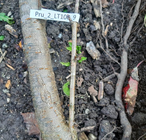 Diese Vogelkirsche wurde zum kritischen Zeitpunkt der Blattentfaltung abgefroren. Daraufhin steckte sie alle Energie in einen Seitentrieb ganz unten, welcher in den nächsten anderthalb Jahren kräftig wuchs, während der ursprüngliche Haupttrieb (mit Zettel) quasi aufgegeben wurde. Diese Strategie der Vogelkirsche ermöglicht ihnen, sich von Frostschäden gut zu erholen. Foto: Frederik Baumgarten
