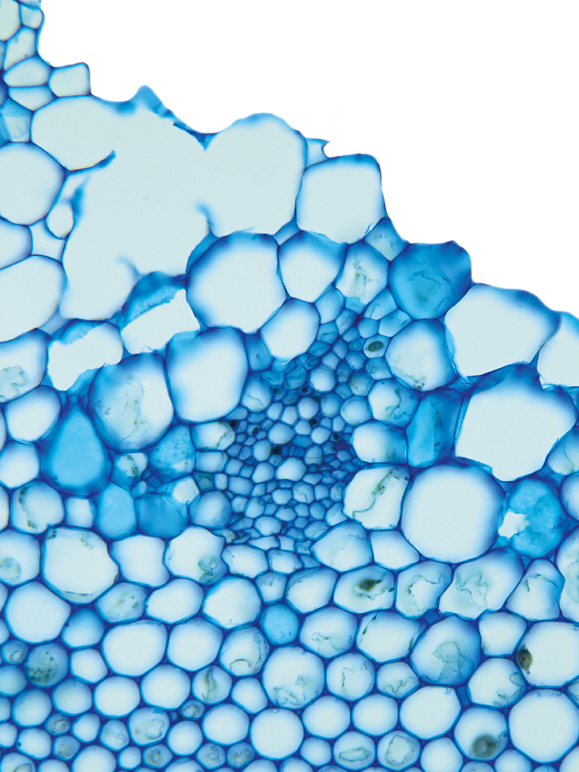 Monokotyledonen Datenbank anatomischer Bilder