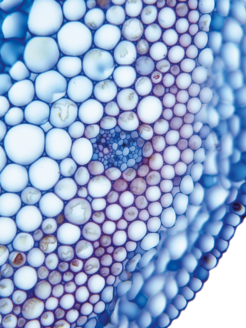 Monokotyledonen Datenbank anatomischer Bilder