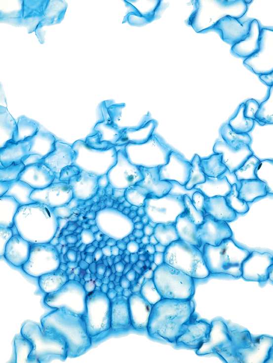 Monocots Database of anatomical images