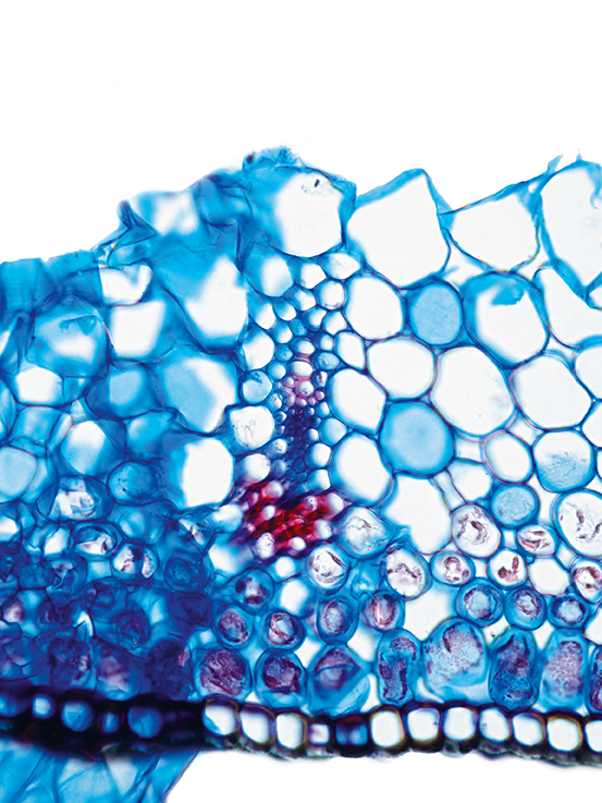 Monokotyledonen Datenbank anatomischer Bilder