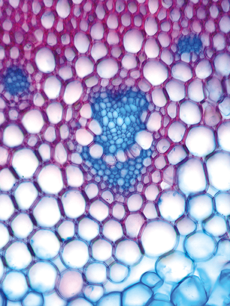 Monokotyledonen Datenbank anatomischer Bilder