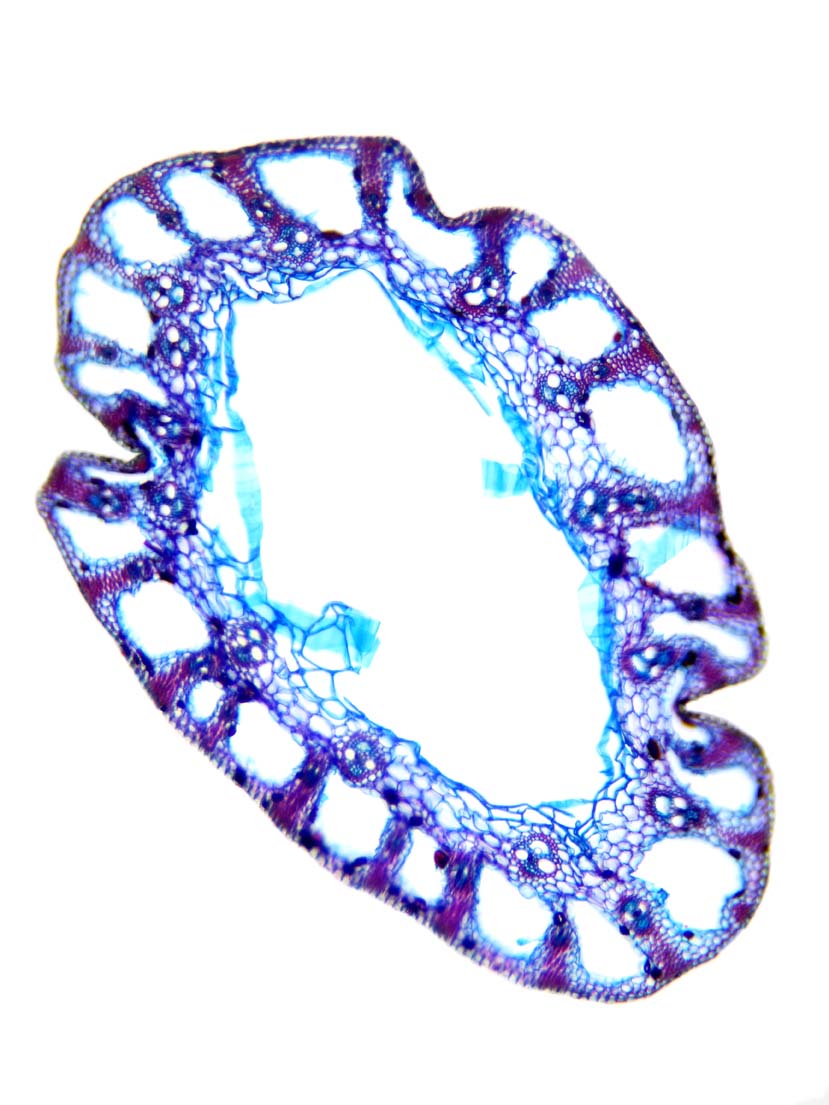 Monokotyledonen Datenbank anatomischer Bilder